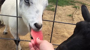 Goats eating Watermelon Rinds | Goat Life