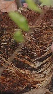 The Worst Time to Water Plants (You're Doing It Wrong) #gardening #plants #tips