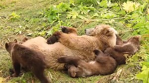1.3M views · 1.8K reactions | When that food coma hits, get comfy. After filling up on sockeye salmon, this mama bear and her three young cubs took one of their many day naps right below the bear viewing area at Frazer yesterday. zzzzzzzzzz... Video: Lisa Hupp/USFWS | Kodiak National Wildlife Refuge | Facebook