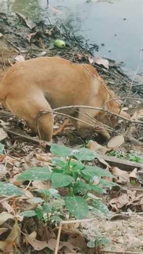 "Curious Dog Digging Around to Find a Hidden Surprise 🐶🐾"#shortvideo #short