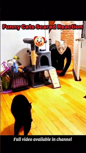 Funny cats scared reaction 😱#catshorts #funnycats #catscared #scaredreaction #funnyreaction #meme