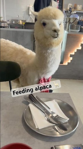 ALPACA INSIDE RESTAURANT 🦙 #pets #animals