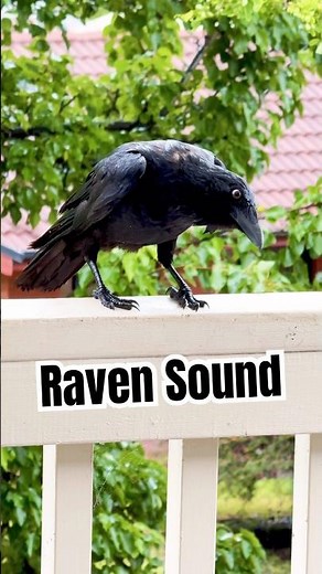 Raven Sound