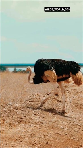 Ostrich 🦩 | The Largest Bird on Earth 🌍 | Fastest Runner in the Animal Kingdom #birds #facts
