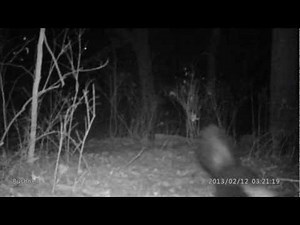 Striped Skunk running