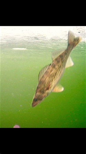 Beautiful Walleye Release through the Ice. #walleyefishing #fishing #icefishing #shorts