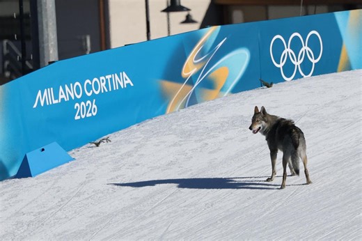 JO : un chien star du ski de fond se fraye un chemin sur la piste