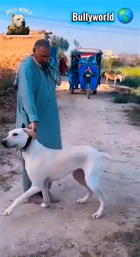 Bully dog moves | Bully dog breed #bullykutta #dogs