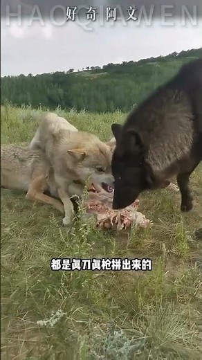 狼和狗哪個更厲害？#科普 #動物 #狼