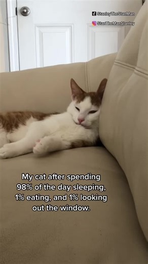 Feeling Drained from a Lazy Cat Day | Catsoftiktok