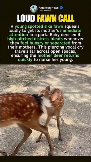 HIGH PITCHED BABY DEER CALL