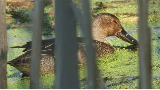 Rare duck in Niagara attracts birders eager to capture the 'mega-rarity' - The Weather Network
