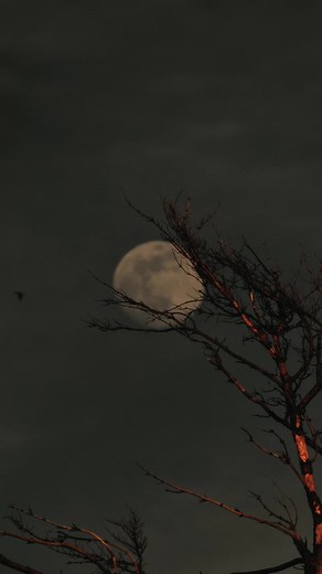 Captivating Moon Photography Edit | Aesthetic Moonlight Imagery