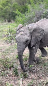 Curious little heffalump checking us out. #Elephant #africansafariconservation #safari #explorepage #explorepage #africananimals #exploremore #animalslover #reels #wildanimals #travel | Forsyth Imagery