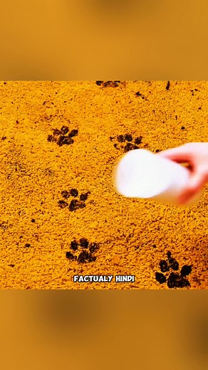 10 Genius Cleaning Hacks You’ll Wish You Knew Earlier! ✨🔥 #cleaninghacks #lifehacks #homecleaning #cleaningtips #geniushacks #viralhacks #shorts #ytshorts #cleaningideas #smarttips #dailyhacks #cleanhome | Factualy Hindi