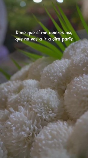 Dime Que Sí - Letra y Música para Ti
