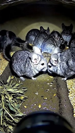 First-Person POV: Inside a Chinchilla Colony - What They See Underground