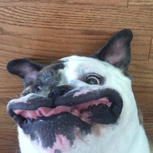 deflated_dog - Twitch