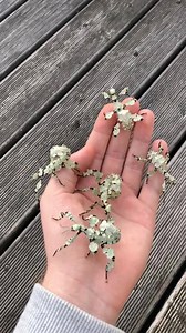 294K views · 3.6K reactions | Extatosoma tiaratum “lichen“ More Bugs on Instagram: Insecthaus_adi www.instagram.com/insecthaus_adi | Bugs and Science | Facebook