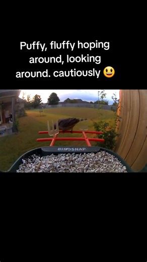 The bird watcher 🐦 🦜 🦚 (@thechirpchirpwatcher)’s videos with Power Up - Super Sound