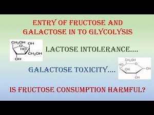 Entry of Fructose and Galactose into Glycolysis
