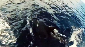 15 Largest Monster Sharks Ever Caught on Camera