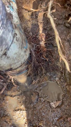 🚧 Excavation Underway – Replacing a Failing Sewer Junction 💧🔧 Tree roots had taken over this old sewer line, cracking the junction and causing major blockages. We’re on-site digging it out and getting it fixed the right way. ✅ Careful excavation around existing services ✅ Removal of damaged sewer junction ✅ Replacement with new, long-lasting fittings ✅ Prevents future blockages from root ingress ✅ Clean, professional reinstatement once complete When roots invade, we restore your system back t