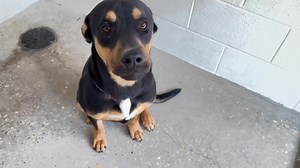 9.6K views · 1K reactions | 10/1-Koda is finally out of the building...