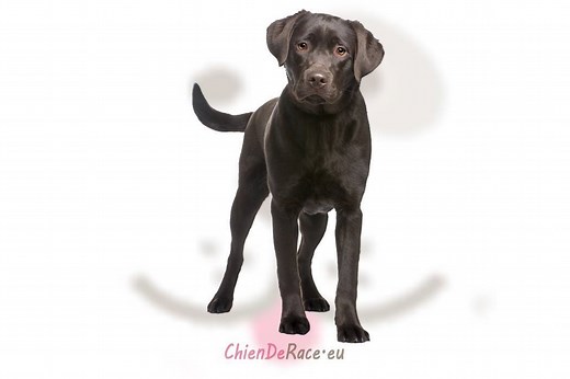 Le Labrador Retriever : caractère, qualités & défauts