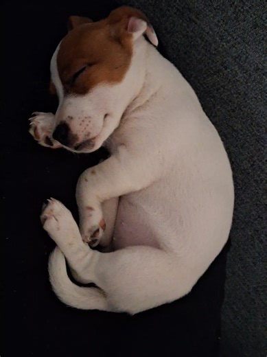 Recuerdos divertidos de una princesa Jack Russell