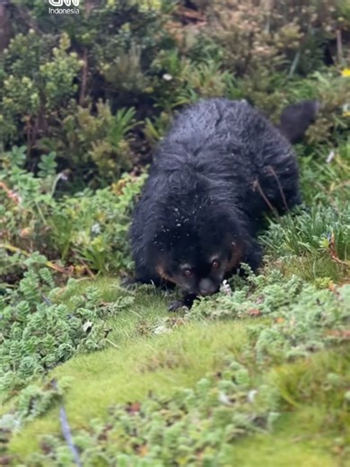 Penampakan Kuskus Beruang di Sulawesi Selatan