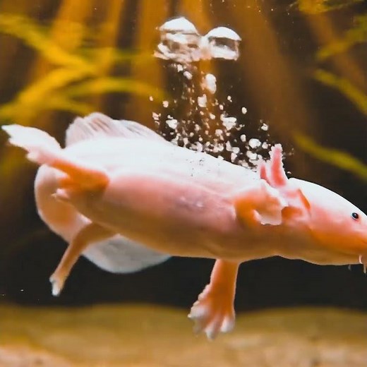Watch This Axolotl Dance Underwater!