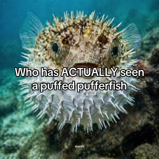 Who has ACTUALLY seen a puffed pufferfish #pufferfish #fish #funny #fyp #viral