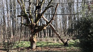 🧐🐒 Un œil en coulisses 🐒🧐 🎥 Avec le retour du soleil, les atèles à face rouge ont pu découvrir les nouveaux aménagements sur leur île et les voici en image ! Bravo à toute l'équipe pour ce beau travail ! Atèle à face rouge, Ateles paniscus Espèce vulnérable selon la liste rouge des espèces menacées de l'IUCN #atèle #travauxencours #zookeeperlife #animals #soigneuranimalier #primates #valleedessinges #vosdestinationsnature #tourisme | Vallée des Singes