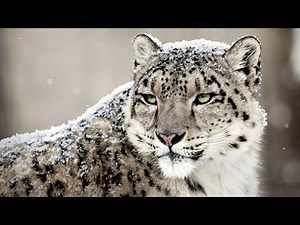 RARE SNOW LEOPARDS OF ASIA