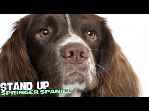 8 Things You Need to Know BEFORE Getting a Springer Spaniel!