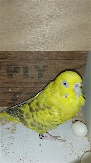 #budgie tute ne anda diya #shorts#budgies#budgie#bird