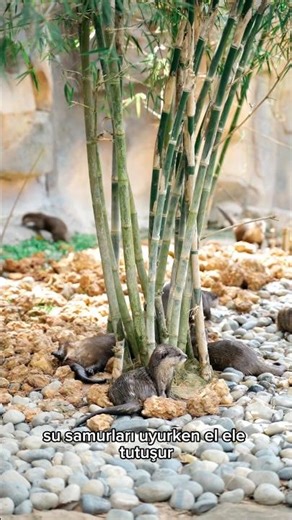 su samurları el ele tutuşur