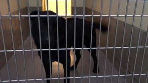 RESCUED BY @Labradors and Friends Dog Rescue Very dark video but this dog is urgent! We will get another video ASAP! Status: RED - pelvic fracture- nice Dog- very friendly BRANDO #A1494122 I am a male, black Labrador Retriever mix. The shelter staff think I am about 4 years old. I have been at the shelter since Dec 29, 2018. My stray holding period ended on 01/05/2019 and I am now available for adoption. https://petharbor.com/pet.asp?uaid=RVSD.A1494122 Shelter address: 6851 Van Buren Boulevard R