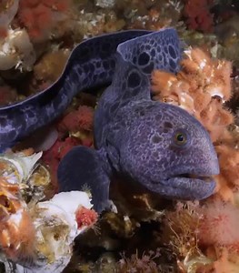 37K views · 1.5K reactions | "This juvenile wolf eel appeared out of nowhere amongst a wall of colour. Swimming down the sheer wall it’s long eel-like body (it’s actually a fish) winds around anemones and sponges, before heading to depth and out of my reach." - Maxwel Hohn Photography at Port Hardy, British Columbia | PADI | Facebook