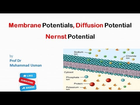 Membrane Potentials | Diffusion Potential | Nernst Potential (Equilibrium Potential)