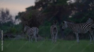 Zebra with yellow golden grass. Burchell's zebra, Equus quagga burchellii, Okavango delta, Botswana, Africa. Wild animal on the green meadow. Wildlife nature on African safari.