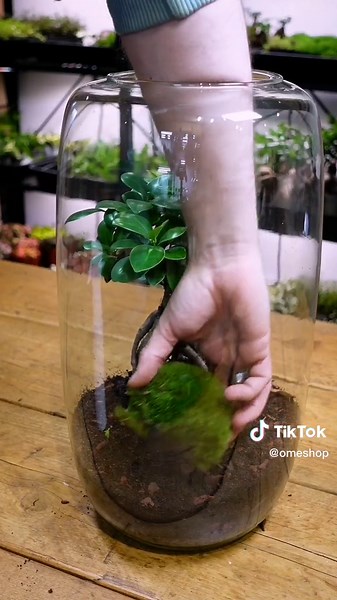Giant Bonsai Terrarium: Minimal Design Showcase