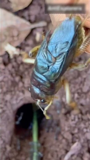 50,000 Ants attack king crickets in deep hole so cool.