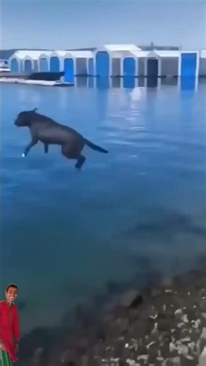 funny animals video #trending #shorts#funny #animals