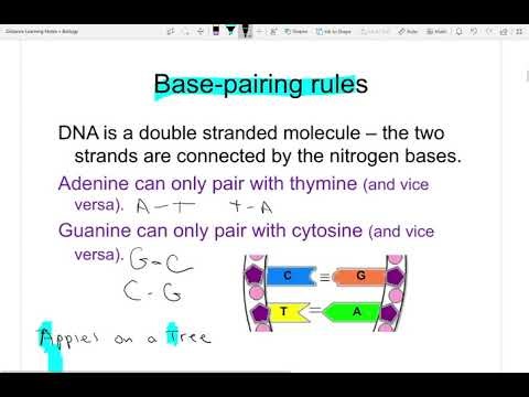 Intro to DNA and Base Pairing Rules