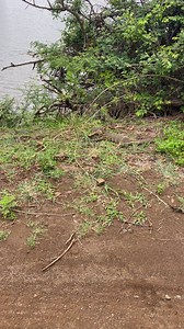 1.4K views · 17 reactions | ‼️Facts ‼️ The water monitor is one of...