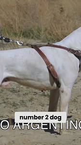 12K views · 227 reactions | The video introduces the Dogo Argentino, a breed known for its hunting abilities and capacity to deal with mountain lions. | Dogumentary TV | Facebook