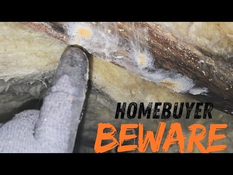 What Homebuyers should look out for in Crawlspaces.