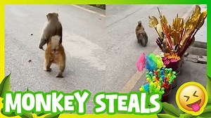 Monkey Steals Food in the Jungle